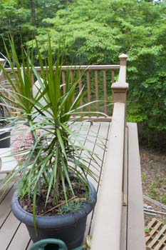trex deck_20060814_0092006081489i