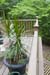 trex deck_20060814_0092006081489i